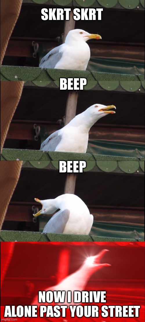 Driver’s license | SKRT SKRT; BEEP; BEEP; NOW I DRIVE ALONE PAST YOUR STREET | image tagged in memes,inhaling seagull,music | made w/ Imgflip meme maker