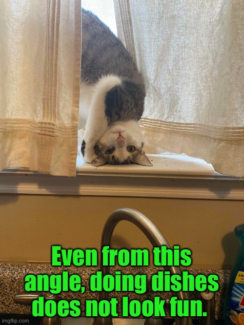Seems like cats always want to play when it’s time to work. ? | Even from this angle, doing dishes does not look fun. | image tagged in funny memes,funny cat memes,cats,chores | made w/ Imgflip meme maker