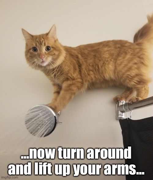Shower Buddy | ...now turn around and lift up your arms... | image tagged in funny memes,funny cat memes,cats,shower | made w/ Imgflip meme maker