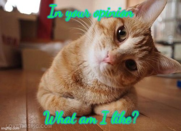 Curious Question Cat | In your opinion; What am I like? | image tagged in curious question cat | made w/ Imgflip meme maker