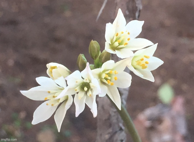 Tiny White Flowers | image tagged in white,small,little,tiny,flowers | made w/ Imgflip meme maker