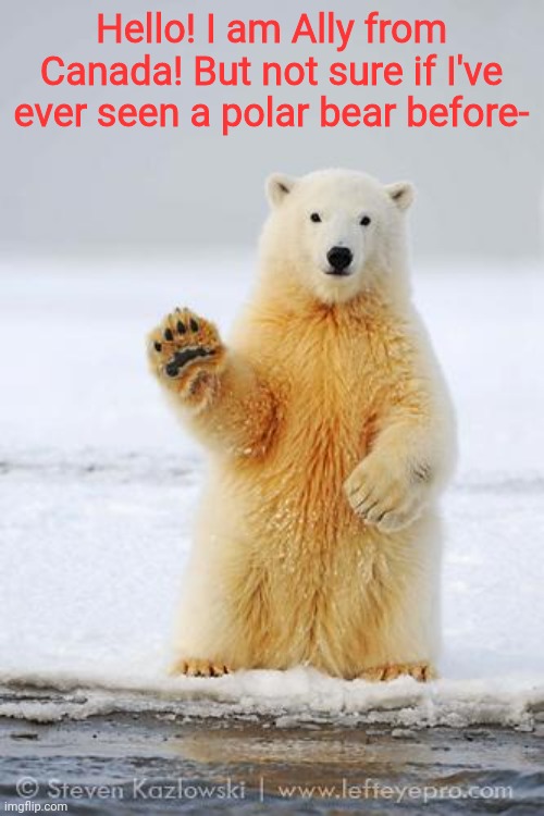 Yeyeyeyeyeyyeyeyeyeyeye | Hello! I am Ally from Canada! But not sure if I've ever seen a polar bear before- | image tagged in hello polar bear | made w/ Imgflip meme maker