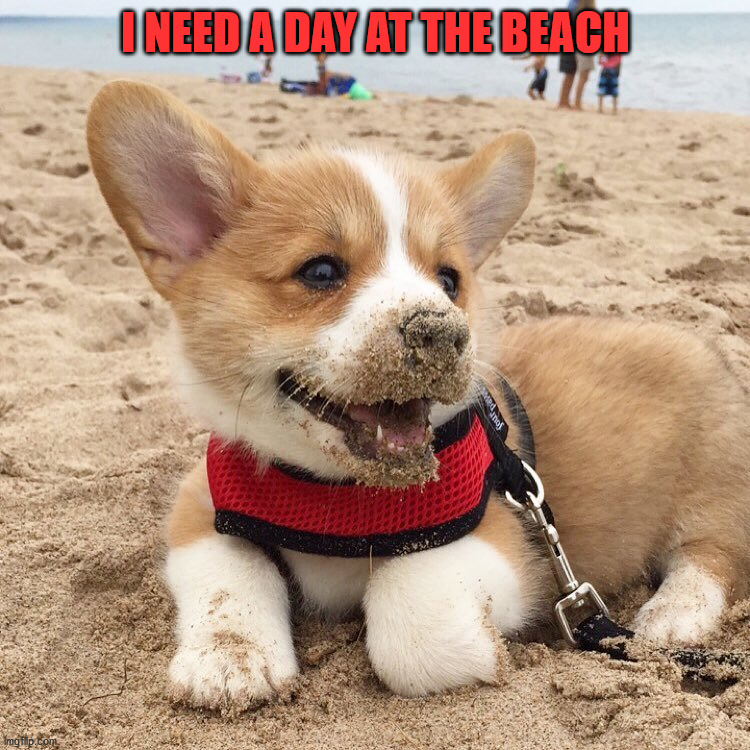 I NEED A DAY AT THE BEACH | image tagged in dogs | made w/ Imgflip meme maker