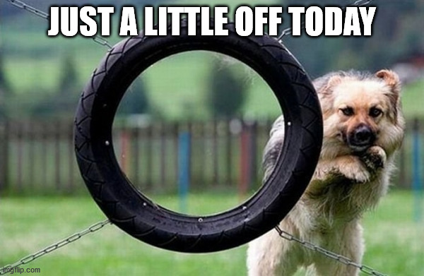 JUST A LITTLE OFF TODAY | image tagged in dogs | made w/ Imgflip meme maker