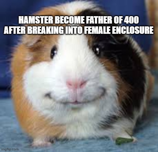 Guinea Pig | HAMSTER BECOME FATHER OF 400 AFTER BREAKING INTO FEMALE ENCLOSURE | image tagged in guinea pig | made w/ Imgflip meme maker