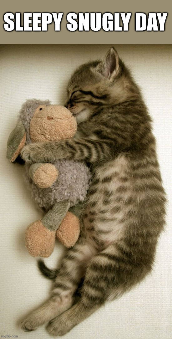 SLEEPY SNUGLY DAY | image tagged in cats | made w/ Imgflip meme maker