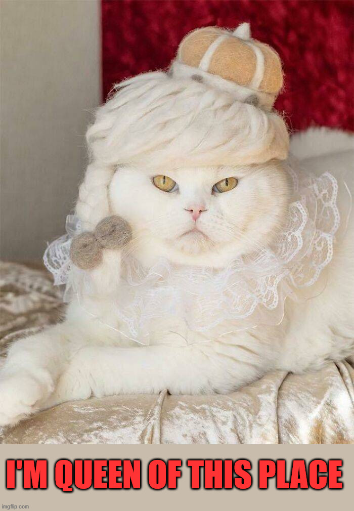 I'M QUEEN OF THIS PLACE | image tagged in cats | made w/ Imgflip meme maker