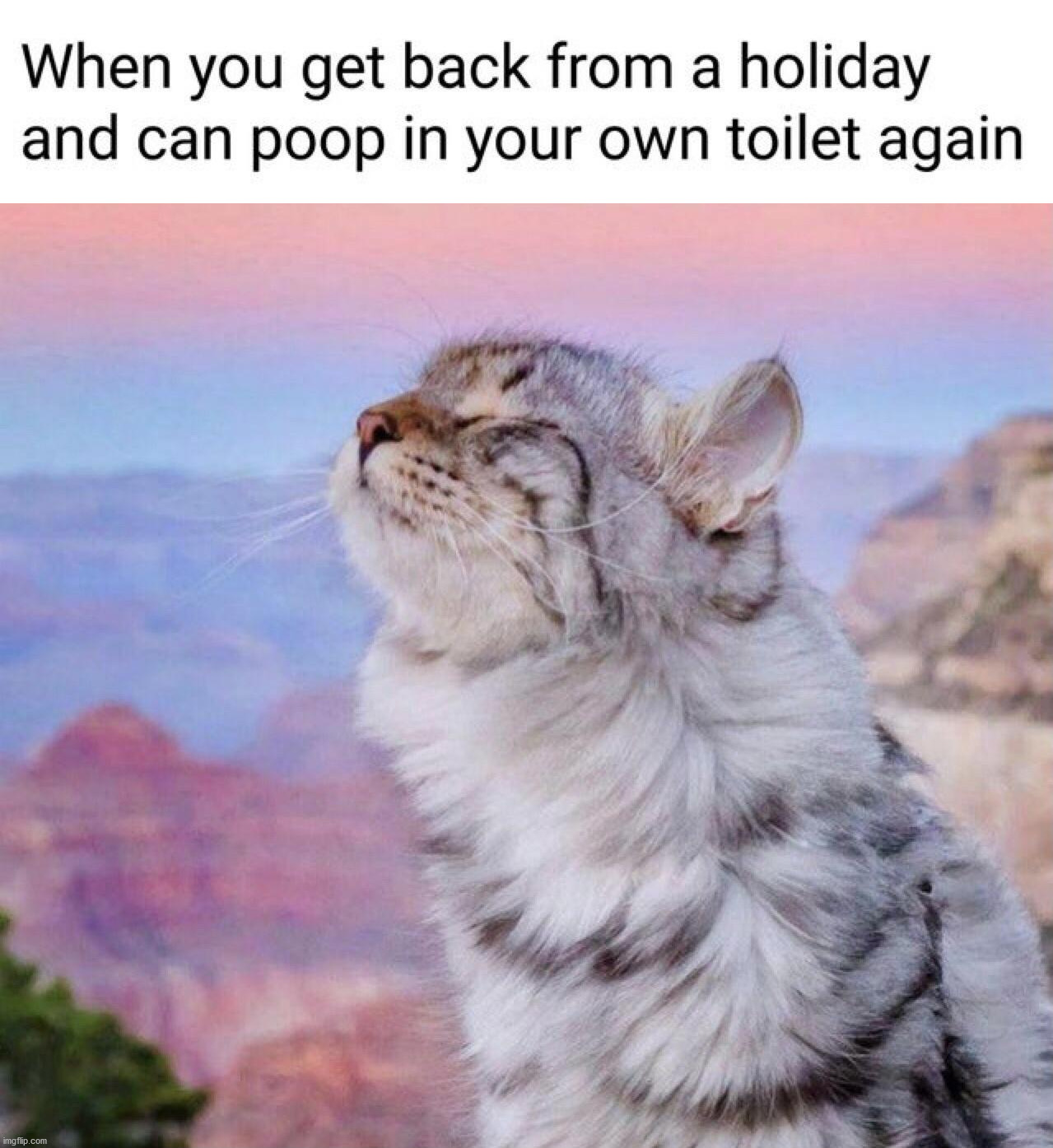image tagged in cats | made w/ Imgflip meme maker
