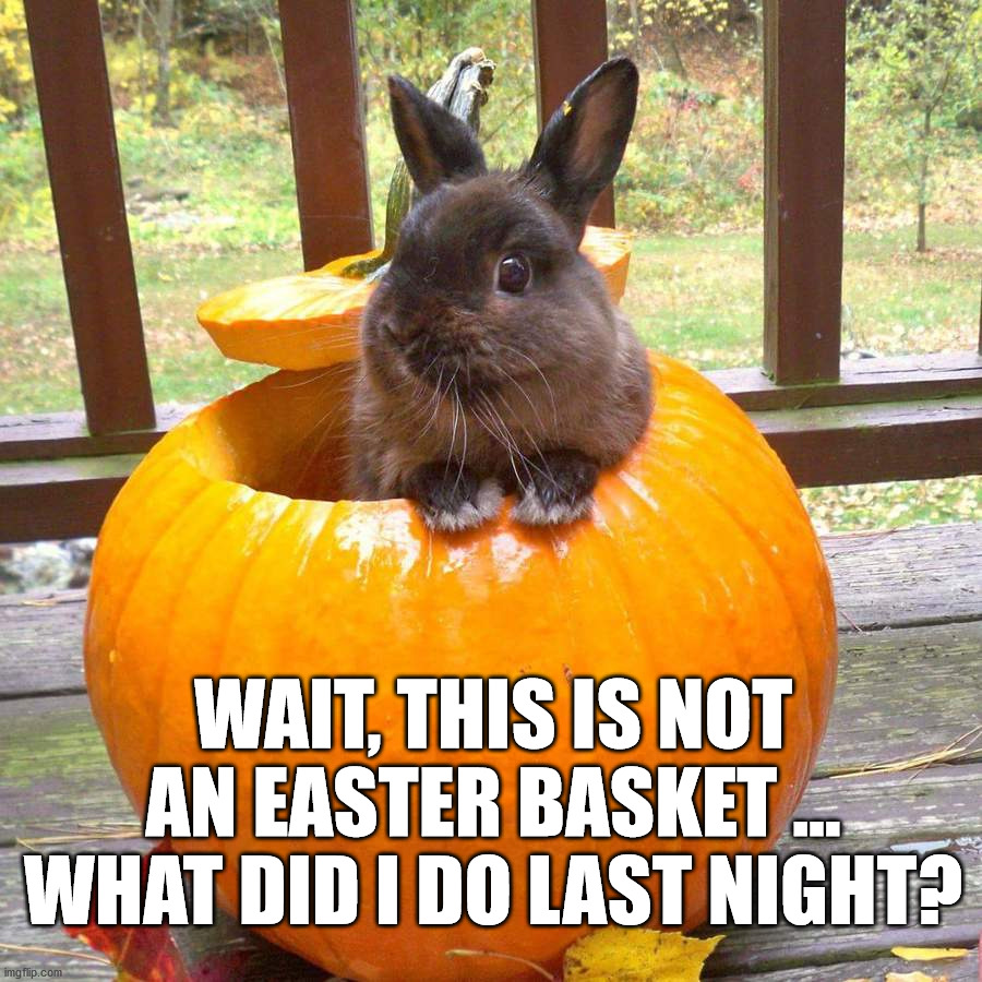 WAIT, THIS IS NOT AN EASTER BASKET ... WHAT DID I DO LAST NIGHT? | image tagged in bunnies | made w/ Imgflip meme maker