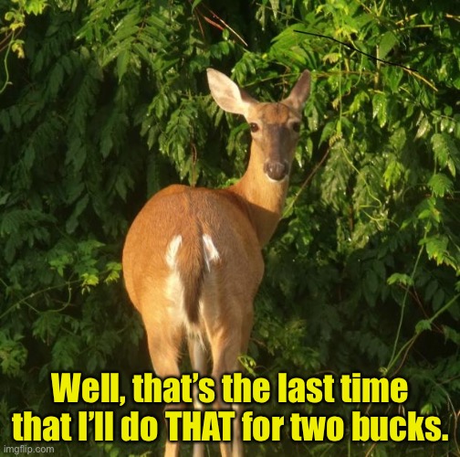 two bucks | Well, that’s the last time that I’ll do THAT for two bucks. | image tagged in sexy deer | made w/ Imgflip meme maker