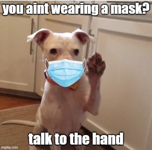 Yes i know this is old but the dog is adorable | you aint wearing a mask? talk to the hand | image tagged in talk to the hand,cute dog,coronavirus,covid-19,wear a mask,random | made w/ Imgflip meme maker