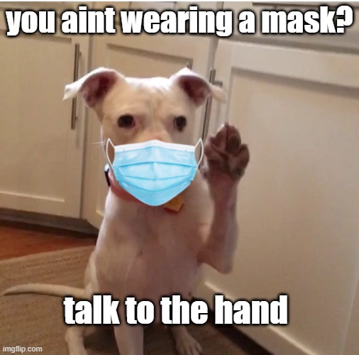 Yes i know this is old but it works | you aint wearing a mask? talk to the hand | image tagged in talk to the hand,cute dog,coronavirus,covid-19 | made w/ Imgflip meme maker