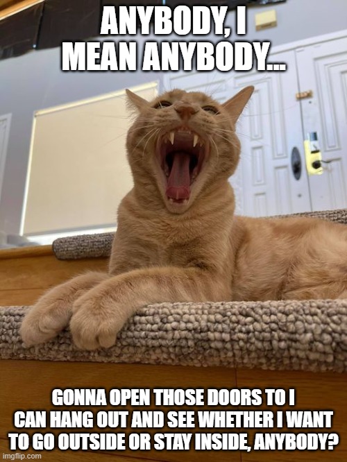 big mouth kitty | ANYBODY, I MEAN ANYBODY... GONNA OPEN THOSE DOORS TO I CAN HANG OUT AND SEE WHETHER I WANT TO GO OUTSIDE OR STAY INSIDE, ANYBODY? | image tagged in hey | made w/ Imgflip meme maker