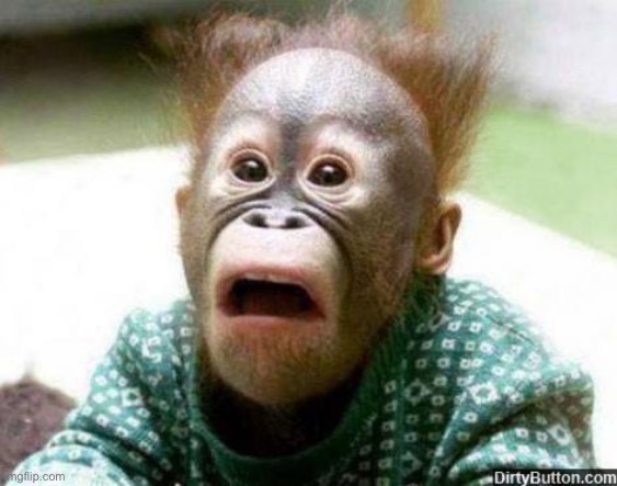 OH SHIT MONKEY | image tagged in oh shit monkey | made w/ Imgflip meme maker