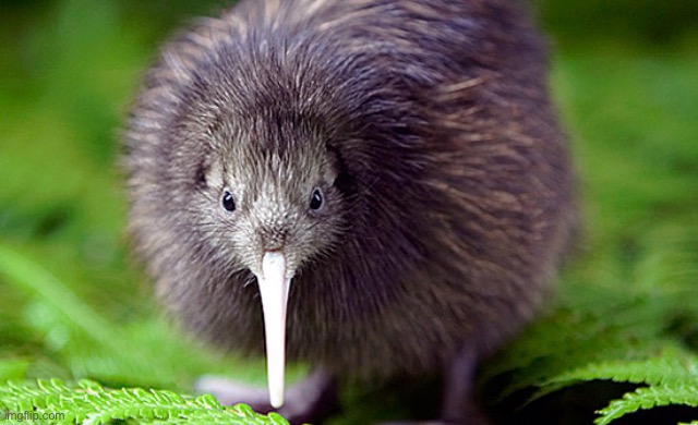 kiwi | image tagged in kiwi | made w/ Imgflip meme maker