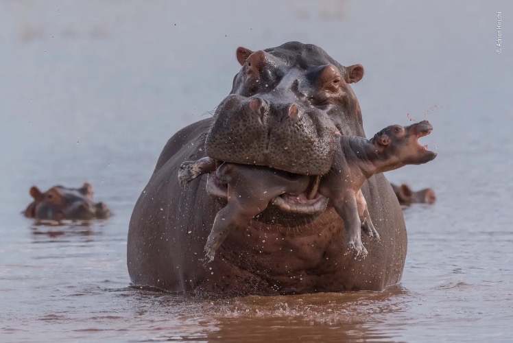 A baby hippo gets rescued from an aggressive bull. Lake Kariba, Zimbabwe. Photo credit: Adrian Hirishi | image tagged in awesome,pics,photography | made w/ Imgflip meme maker
