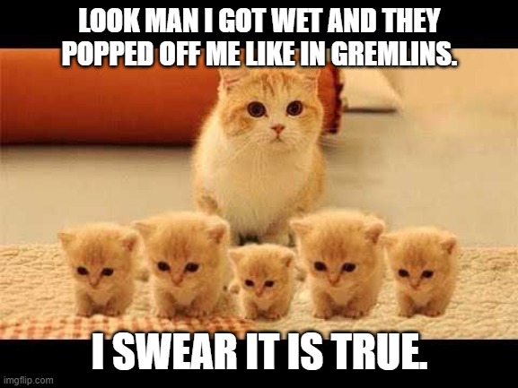 cat had kids | LOOK MAN I GOT WET AND THEY POPPED OFF ME LIKE IN GREMLINS. I SWEAR IT IS TRUE. | image tagged in cats are awesome | made w/ Imgflip meme maker