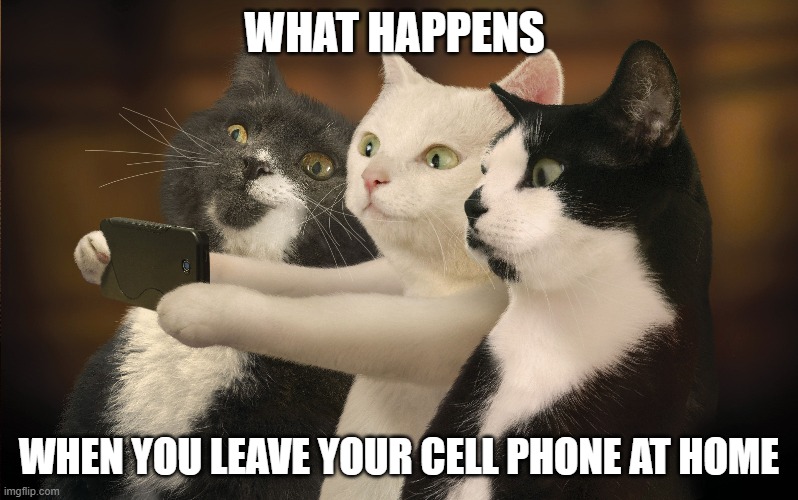 Cat selfie | WHAT HAPPENS; WHEN YOU LEAVE YOUR CELL PHONE AT HOME | image tagged in lolcats | made w/ Imgflip meme maker