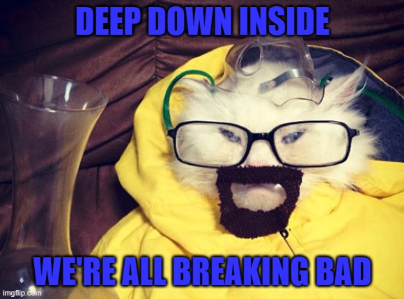 Walter cat... | DEEP DOWN INSIDE; WE'RE ALL BREAKING BAD | image tagged in breaking bad,memes,cats,animals | made w/ Imgflip meme maker