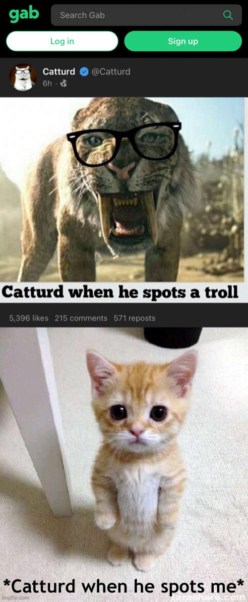 Fight me | *Catturd when he spots me* | image tagged in gab catturd,memes,cute cat | made w/ Imgflip meme maker