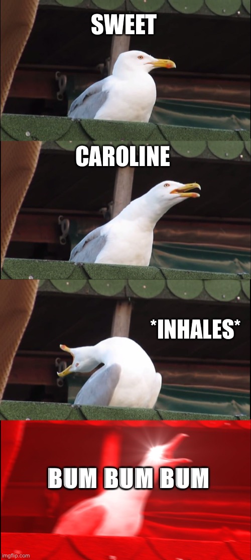 Inhaling Seagull | SWEET; CAROLINE; *INHALES*; BUM BUM BUM | image tagged in memes,inhaling seagull | made w/ Imgflip meme maker