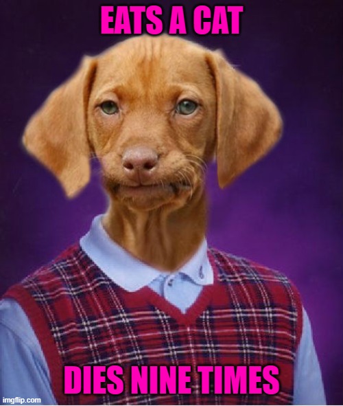 Damn the bad luck... | EATS A CAT; DIES NINE TIMES | image tagged in bad luck raydog,dogs,dad luck | made w/ Imgflip meme maker