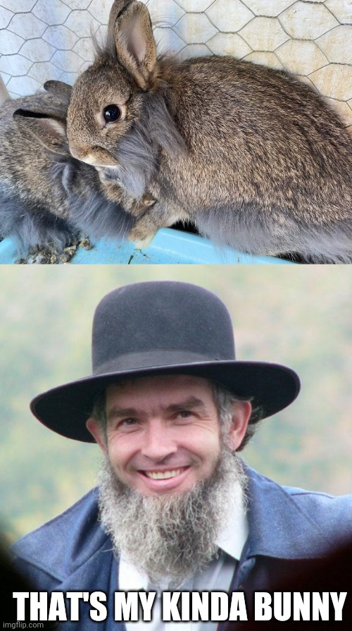 JUST NEEDS A HAT | THAT'S MY KINDA BUNNY | image tagged in amish,bunnies,rabbit | made w/ Imgflip meme maker