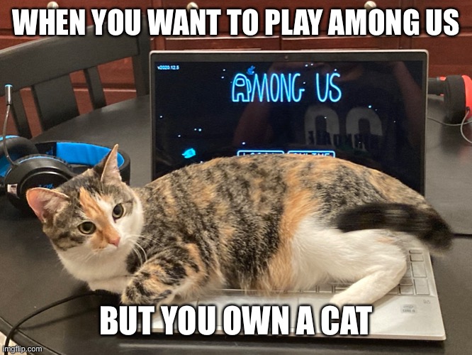Among Us cat sleeping | WHEN YOU WANT TO PLAY AMONG US; BUT YOU OWN A CAT | image tagged in cats,sleepy,among us | made w/ Imgflip meme maker