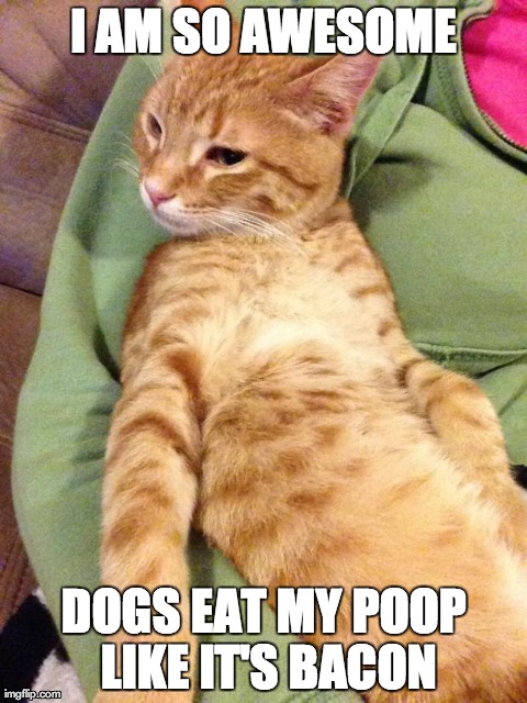 I AM SO AWESOME DOGS EAT MY POOP LIKE IT'S BACON | image tagged in poop treats | made w/ Imgflip meme maker