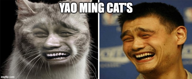 YAO MING CAT'S | YAO MING CAT'S | image tagged in memes,bitch please,funny,yao ming,gifs,cats | made w/ Imgflip meme maker