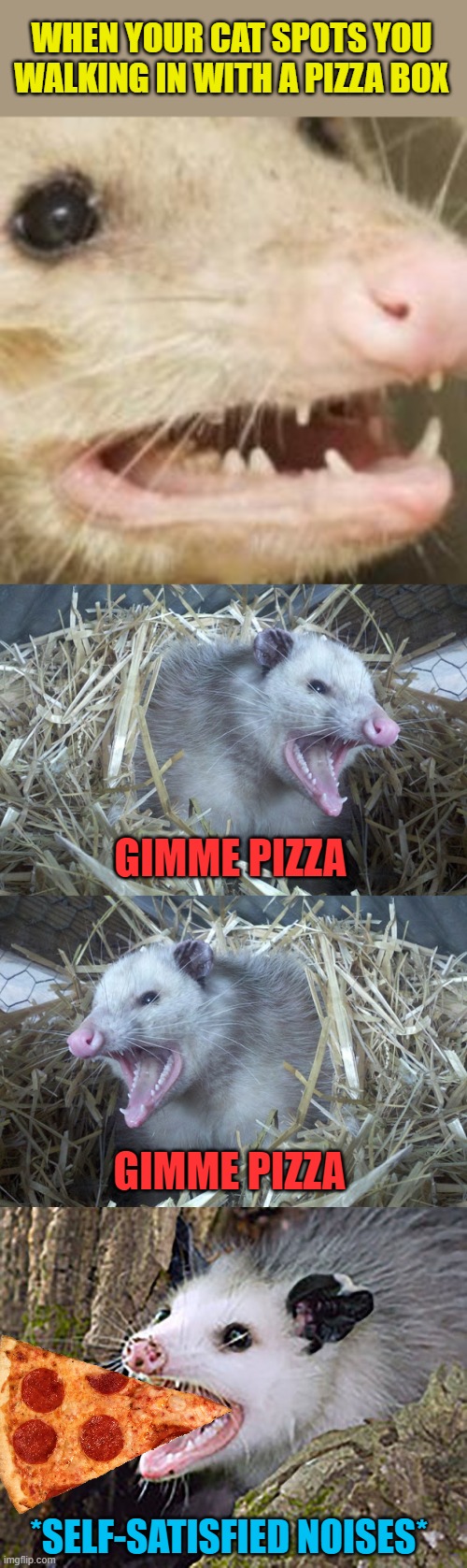Weird cat | WHEN YOUR CAT SPOTS YOU WALKING IN WITH A PIZZA BOX; GIMME PIZZA; GIMME PIZZA; *SELF-SATISFIED NOISES* | image tagged in rat,possum,happy | made w/ Imgflip meme maker