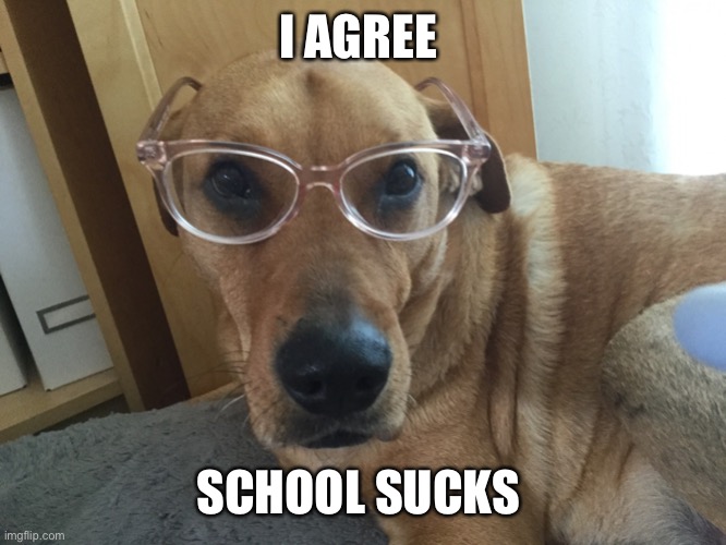 Lol my high school’s campus even has what looks like a guard tower you’d see at a prison or something! | I AGREE; SCHOOL SUCKS | image tagged in smarty dog,i hate school,yes that is my dog,yes she is wearing my glasses,yes she has eaten my homework before | made w/ Imgflip meme maker