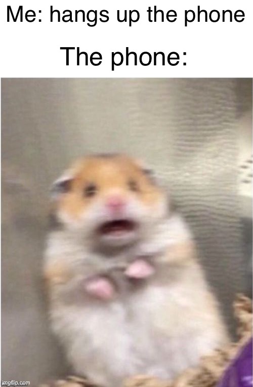 Scared Hamster |  The phone:; Me: hangs up the phone | image tagged in scared hamster | made w/ Imgflip meme maker