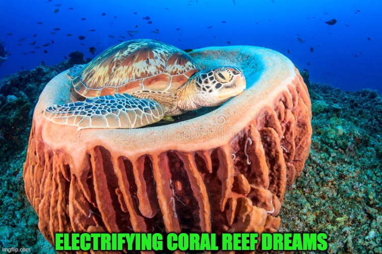 turtle nestled over coral | ELECTRIFYING CORAL REEF DREAMS | image tagged in turtle nestled over coral | made w/ Imgflip meme maker