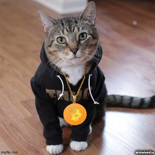 Bitcoin Cat | @SiNeReiNZzz | image tagged in bitcoin,cat,rich,cute,btc | made w/ Imgflip meme maker