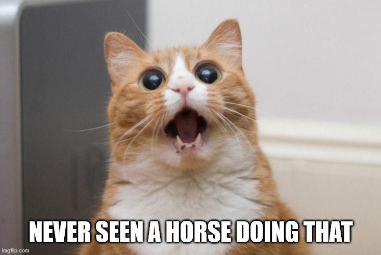 Amazed cat | NEVER SEEN A HORSE DOING THAT | image tagged in amazed cat | made w/ Imgflip meme maker