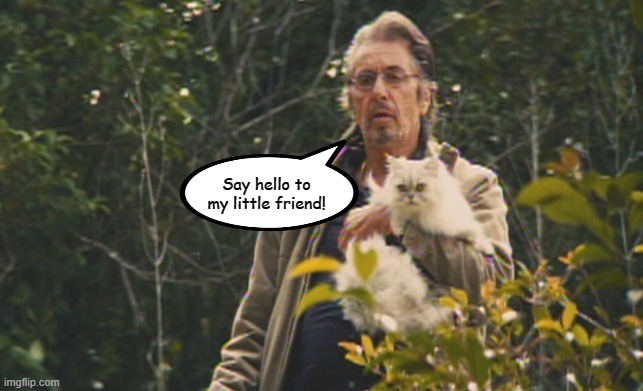 Say hello to my little friend! | image tagged in memes,cats,al pacino,scarface | made w/ Imgflip meme maker
