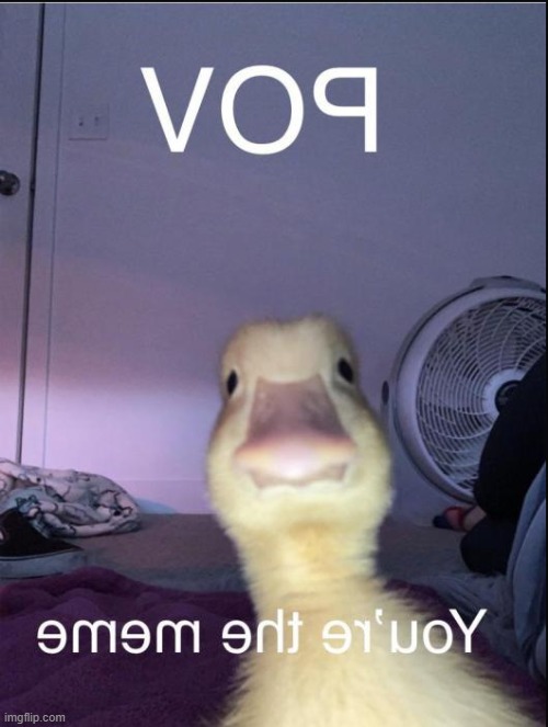 Ur the meme | image tagged in funny,ducks,memes,funny memes,uno reverse card,relatable | made w/ Imgflip meme maker