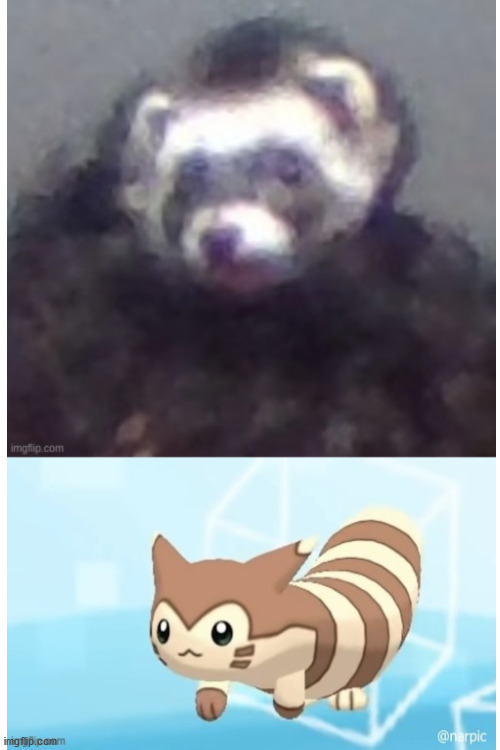 furret | image tagged in blank white template | made w/ Imgflip meme maker