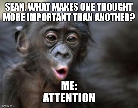 Attention is key | SEAN, WHAT MAKES ONE THOUGHT MORE IMPORTANT THAN ANOTHER? ME:
ATTENTION | image tagged in ooooh monkey | made w/ Imgflip meme maker