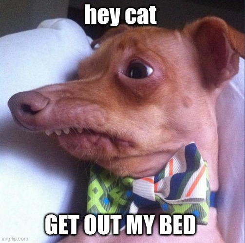 out | hey cat; GET OUT MY BED | image tagged in tuna the dog phteven | made w/ Imgflip meme maker