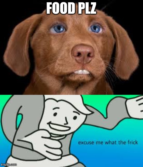 Food plz | FOOD PLZ | image tagged in memes,animals,dogs,dog,funny,excuse me what the frick | made w/ Imgflip meme maker
