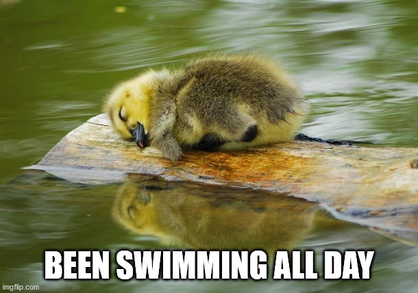 BEEN SWIMMING ALL DAY | image tagged in ducks | made w/ Imgflip meme maker