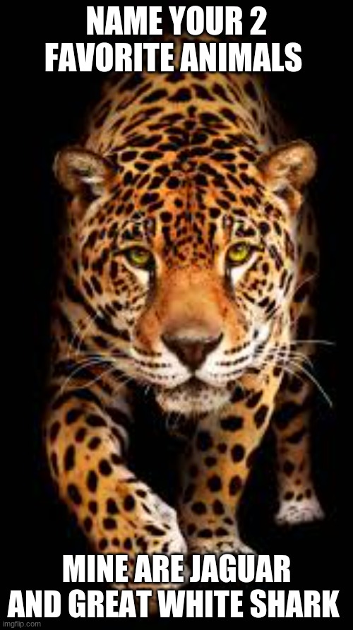 2 favorite animals | NAME YOUR 2 FAVORITE ANIMALS; MINE ARE JAGUAR AND GREAT WHITE SHARK | image tagged in fun | made w/ Imgflip meme maker