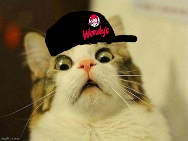 Scared Cat Meme | image tagged in memes,scared cat | made w/ Imgflip meme maker