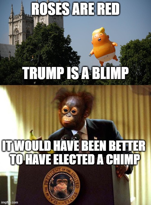 A monkey could have done better than donnie. | ROSES ARE RED; TRUMP IS A BLIMP; IT WOULD HAVE BEEN BETTER 
TO HAVE ELECTED A CHIMP | image tagged in loser trump,trump blimp | made w/ Imgflip meme maker
