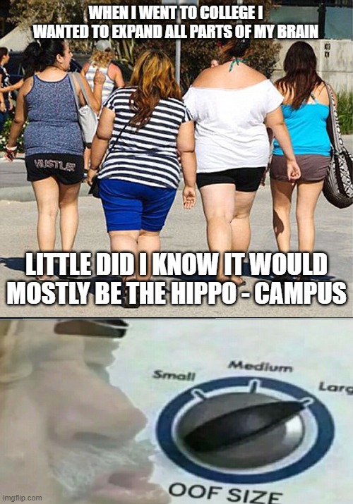 medulla ob-long garter | WHEN I WENT TO COLLEGE I WANTED TO EXPAND ALL PARTS OF MY BRAIN; LITTLE DID I KNOW IT WOULD MOSTLY BE THE HIPPO - CAMPUS | image tagged in college life,oof | made w/ Imgflip meme maker