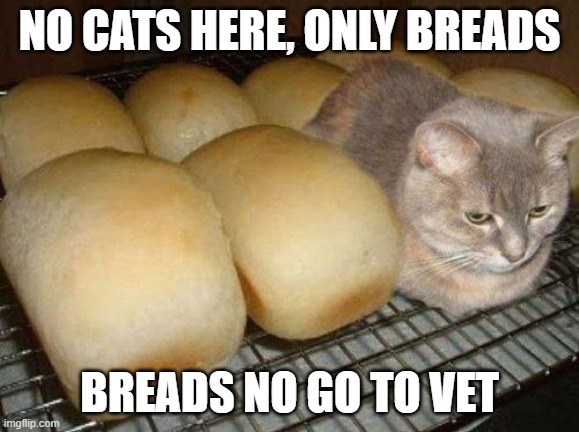 Imposter | NO CATS HERE, ONLY BREADS; BREADS NO GO TO VET | image tagged in imposter | made w/ Imgflip meme maker