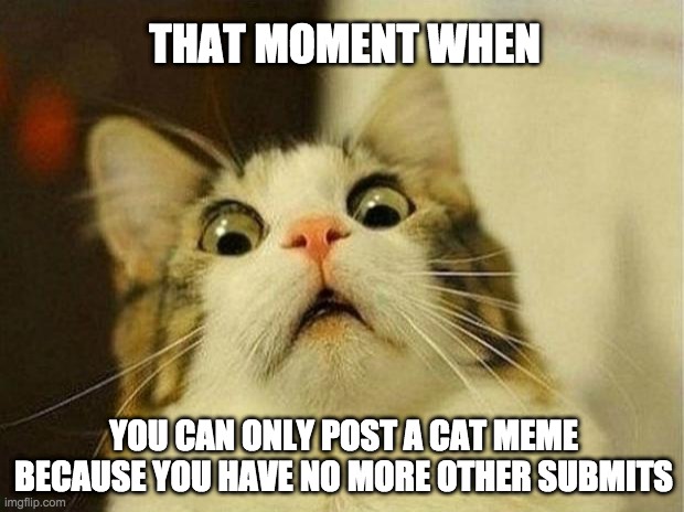 Lets be honest, there are those people out there | THAT MOMENT WHEN; YOU CAN ONLY POST A CAT MEME BECAUSE YOU HAVE NO MORE OTHER SUBMITS | image tagged in memes,scared cat,lol,upvote if you agree | made w/ Imgflip meme maker