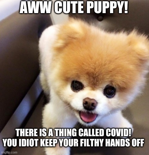 Dog-Covid Meme | AWW CUTE PUPPY! THERE IS A THING CALLED COVID! YOU IDIOT KEEP YOUR FILTHY HANDS OFF | image tagged in dog meme | made w/ Imgflip meme maker